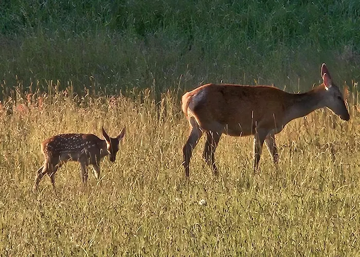Domek Dotyk Rosy Na Kaszubach